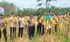 Produktivitas Jagung Meningkat, Petani Kasiau Raya Gelar Panen Kuartal II Sebagai Wujud Komitmen Ketahanan Pangan Nasional