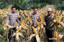 KETERANGAN FOTO : Polres Balangan melalui Polsek Halong dukung penuh program Asta Cita Presiden RI untuk ketahanan pangan (Sumber Polres Balangan)