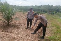KETERANGAN FOTO : Polsek Haruai pantau lahan jagung pakan di Seradang secara intensif guna perkuat ketahanan pangan. (Sumber : Humas Polres Tablong)