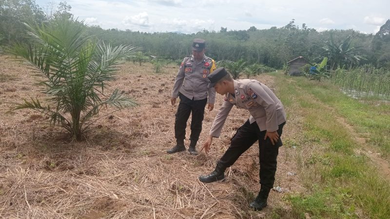 KETERANGAN FOTO : Polsek Haruai pantau lahan jagung pakan di Seradang secara intensif guna perkuat ketahanan pangan. (Sumber : Humas Polres Tablong)