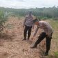 KETERANGAN FOTO : Polsek Haruai pantau lahan jagung pakan di Seradang secara intensif guna perkuat ketahanan pangan. (Sumber : Humas Polres Tablong)