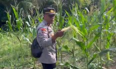 Aparat Turun ke Lahan, Polsek Awayan Mantapkan Ketahanan Pangan Lewat Pendampingan Petani Jagung