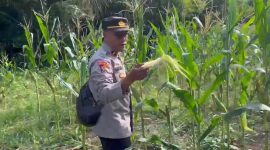 KETERANGAN FOTO : Polsek Awayan mantapkan ketahanan pangan (Sumber : Humas Polres Balangan)