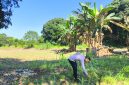 KETERANGAN FOTO : Polsek Pugaan kembangkan jagung hibrida guna mendorong produksi pangan lokal di tahun 2026. (Sumber : Humas Polres Tabalong)