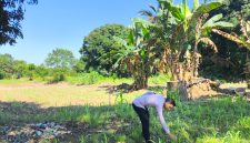 KETERANGAN FOTO : Polsek Pugaan kembangkan jagung hibrida guna mendorong produksi pangan lokal di tahun 2026. (Sumber : Humas Polres Tabalong)
