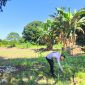 KETERANGAN FOTO : Polsek Pugaan kembangkan jagung hibrida guna mendorong produksi pangan lokal di tahun 2026. (Sumber : Humas Polres Tabalong)